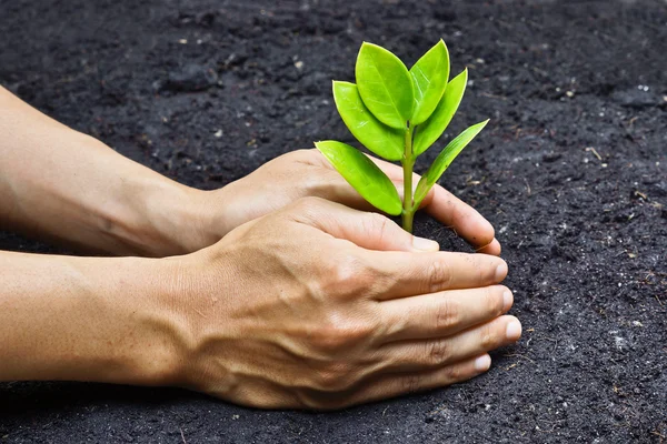 Due mani che crescono una giovane pianta verde — Foto Stock