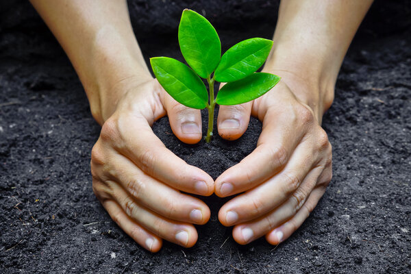 Две руки, растущие молодые зеленые растения
