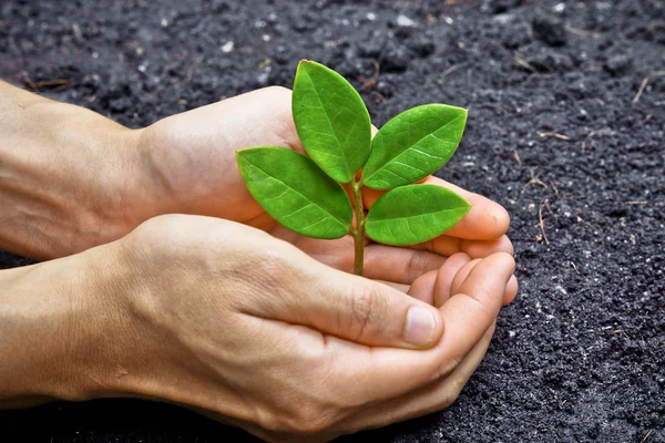 Två händer växer en ung grön växt — Stockfoto