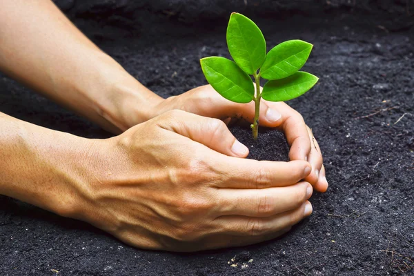 Due mani che crescono una giovane pianta verde — Foto Stock