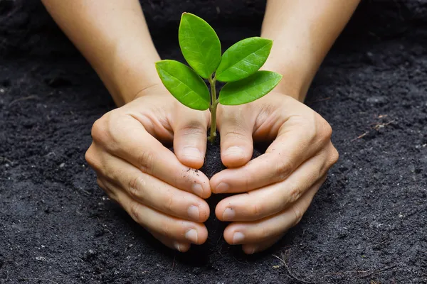 Due mani che crescono una giovane pianta verde — Foto Stock