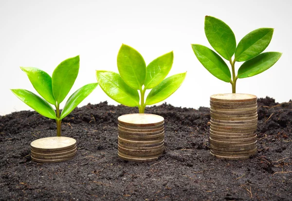 Tress growing on coins — Stock Photo, Image