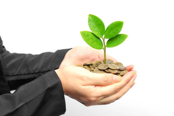 Árbol creciendo en monedas — Foto de Stock