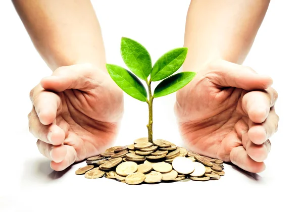 Tree growing on coins — Stock Photo, Image