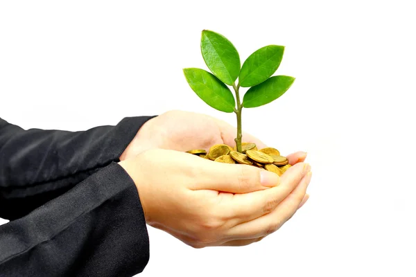 Tree growing on coins — Stock Photo, Image