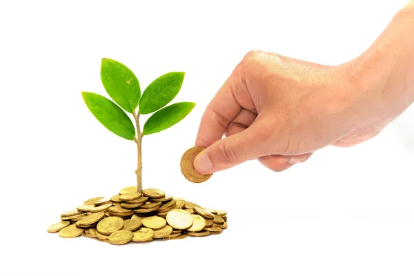 Hand giving a golden coin to a tree growing from pile of coins — Stock Photo, Image