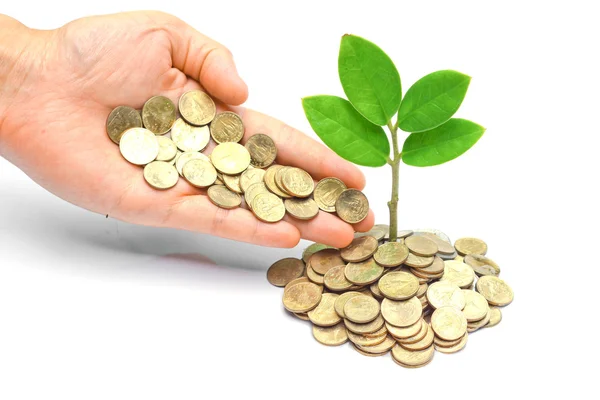 Hand giving a golden coin to a tree growing from pile of coins — Stock Photo, Image