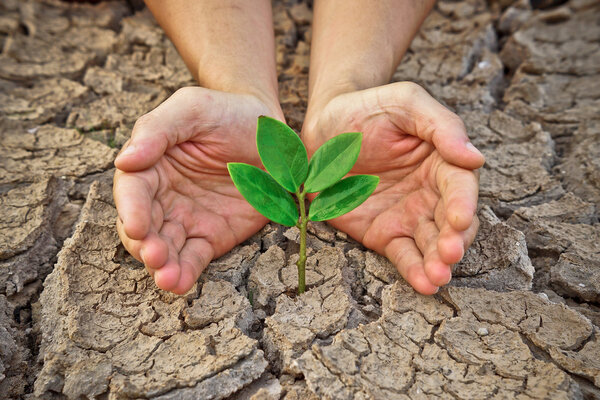 Дерево, растущее на расколотой земле
