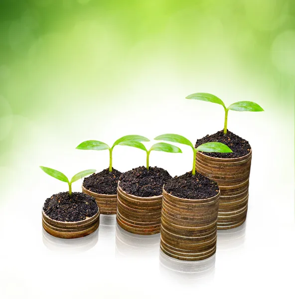 Tress growing on coins — Stock Photo, Image