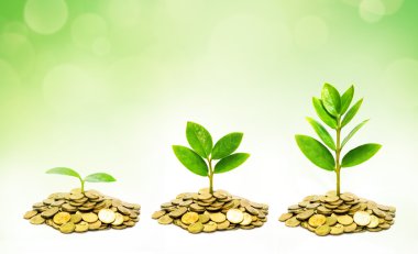 sikke üzerinde büyüyen ağaçlar