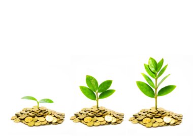 sikke üzerinde büyüyen ağaçlar