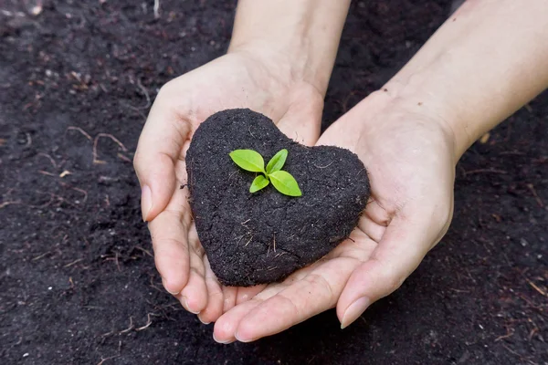 Cultivar uma árvore - plantar uma árvore — Fotografia de Stock