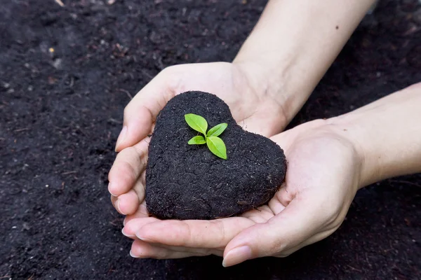 Cultivar uma árvore - plantar uma árvore — Fotografia de Stock