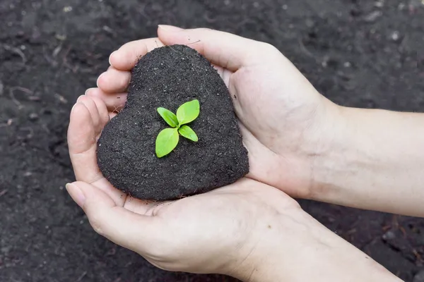 bir ağaç dikme ağaç - büyüyen