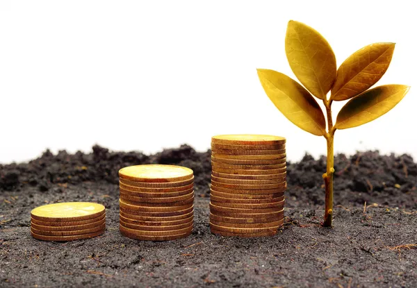 Trees growing on coins — Stock Photo, Image