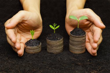 sikke üzerinde büyüyen ağaçlar