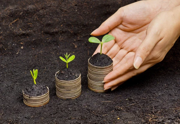 sikke üzerinde büyüyen ağaçlar