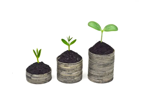 Trees growing on coins — Stock Photo, Image