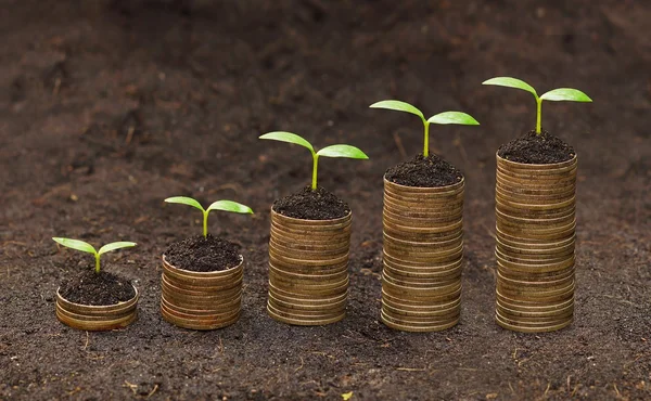 Tress growing on coins — Stock Photo, Image