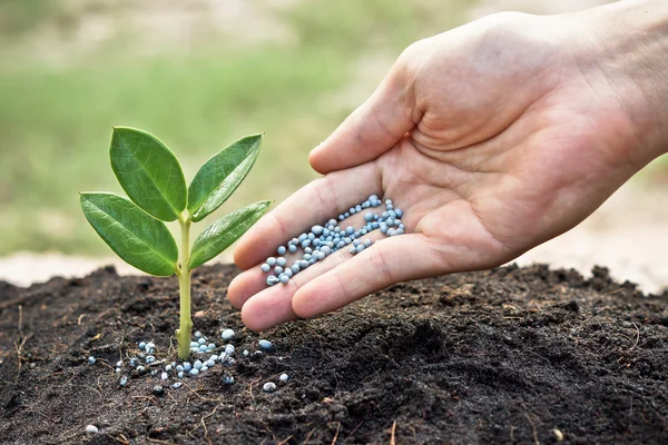 Growing tree — Stock Photo, Image