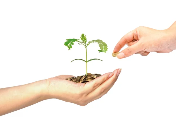 Mano dando una moneda de oro a un árbol que crece de pila de monedas — Foto de Stock