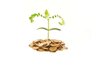 altın madeni paralar bardaklar büyüyen bir ağaç vererek el