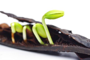 Tohum çimlenme dizisi