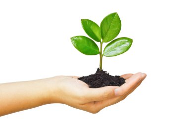 iki el bir genç yeşil bitki yetiştirme