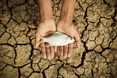 Ölü bir balık-Tamam