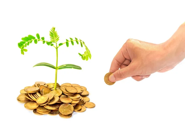 Hand att ge ett gyllene mynt till ett träd som växer från högen av mynt — Stockfoto