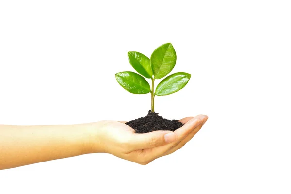 Dos manos cultivando una planta verde joven —  Fotos de Stock