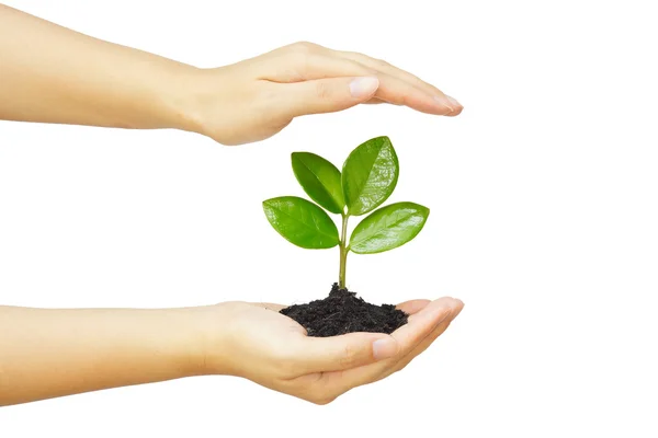 Two hands growing a young green plant — Stock Photo, Image