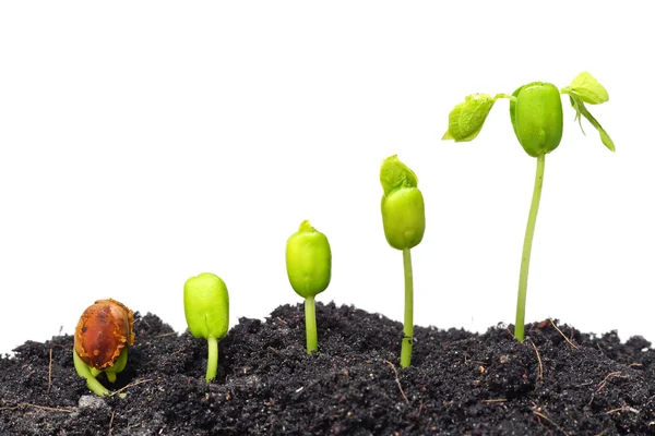 Secuencia de germinación de semillas — Foto de Stock