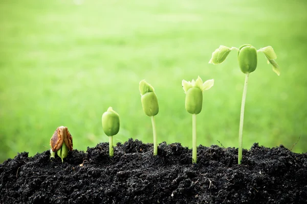 Sequência de germinação de sementes — Fotografia de Stock