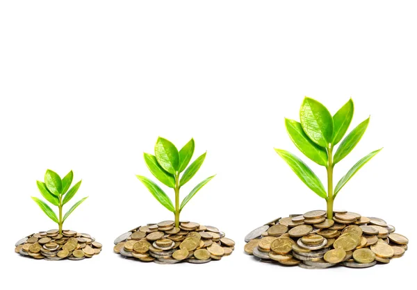 Hand giving a golden coin to a tree growing from pile of coins — Stock Photo, Image