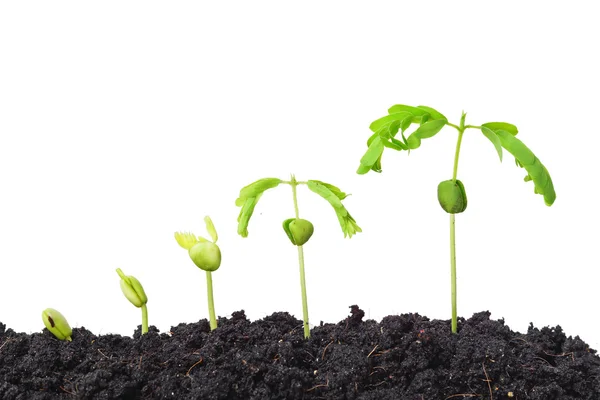 Sequence of seeds germination — Stock Photo, Image