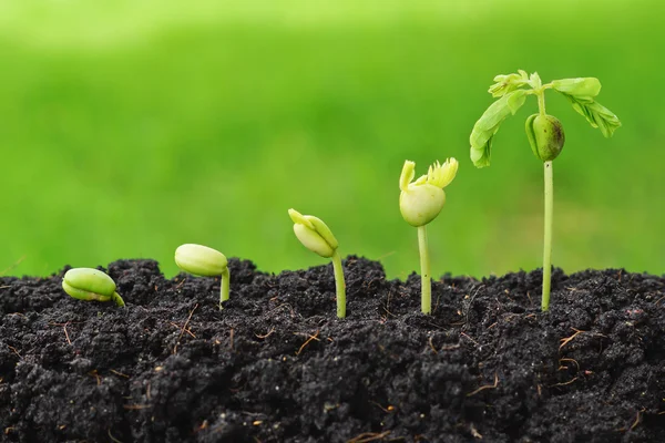 Secuencia de germinación de semillas — Foto de Stock