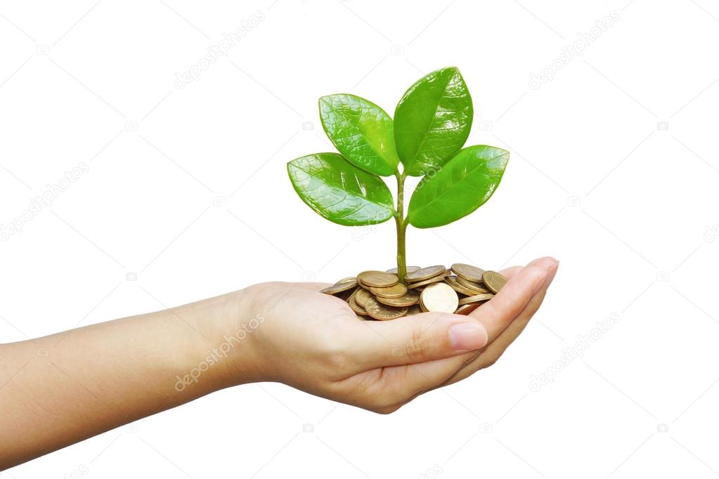 Tree growing on coins