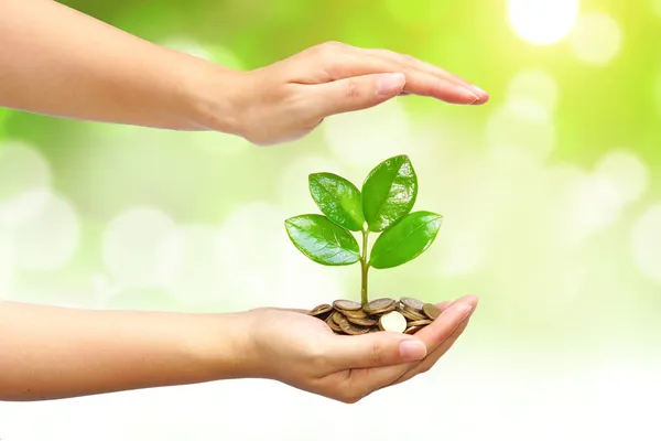 Árbol creciendo en monedas —  Fotos de Stock