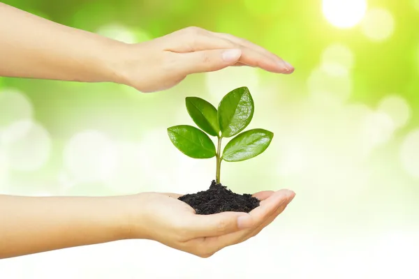 Twee handen groeien van een jonge, groene plant — Stockfoto