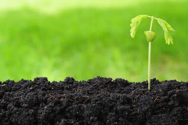 Semilla germinada sobre fondo verde — Foto de Stock