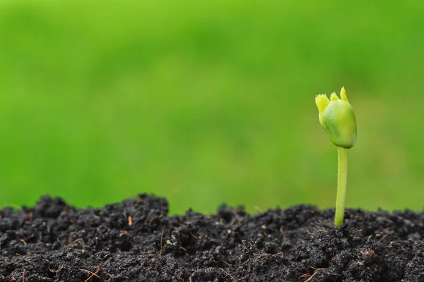 Yeşil arka plan üzerinde germinated tohum — Stok fotoğraf