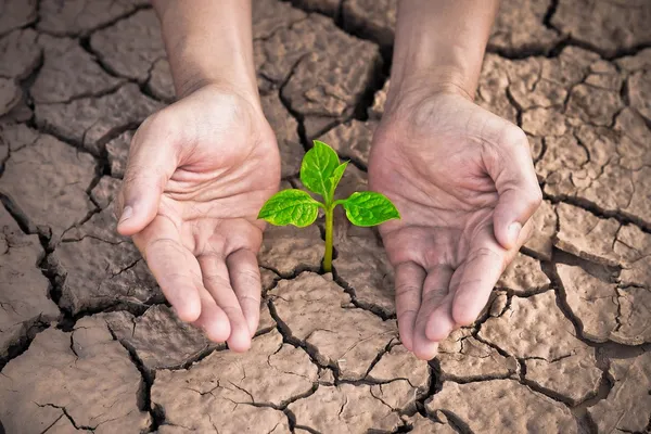 Duas mãos segurando plano verde — Fotografia de Stock