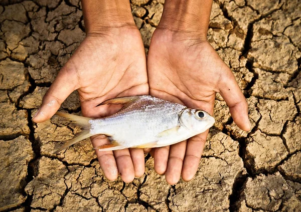 Hands hold a dead fish — Stock Photo, Image