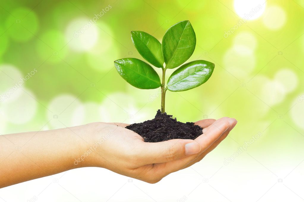 Two hands growing a young green plant