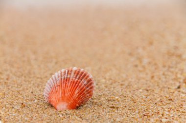 sahilde güzel tarak kabuk.