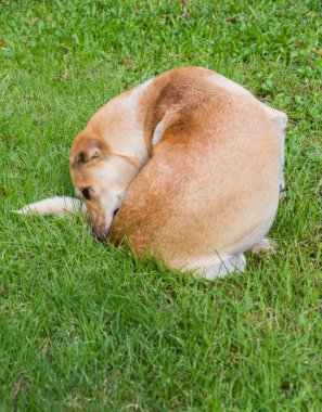 Kahverengi köpek çim.