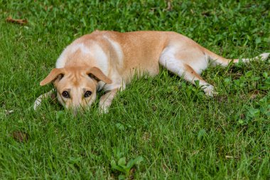 Kahverengi köpek çim.