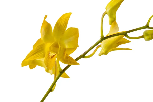Орхидеи цветы, изолированные на белом фоне — стоковое фото