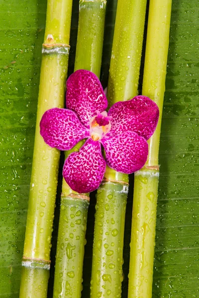 Орхидея на банановом листе . — стоковое фото